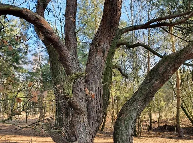 Linje Gemeente Leudal Ell