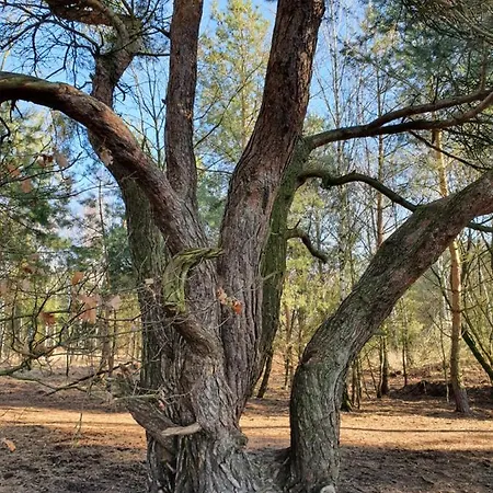 Linje Gemeente Leudal Ell