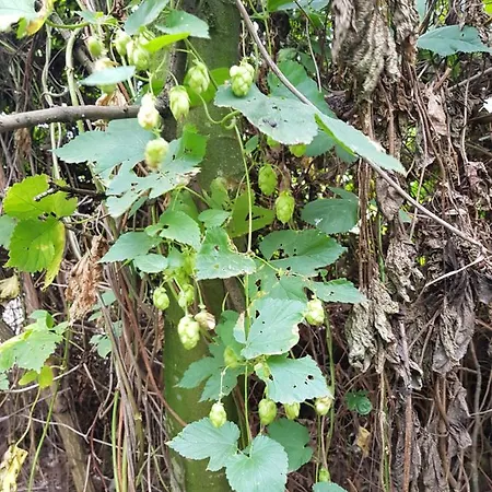 Linje Gemeente Leudal Couette-café