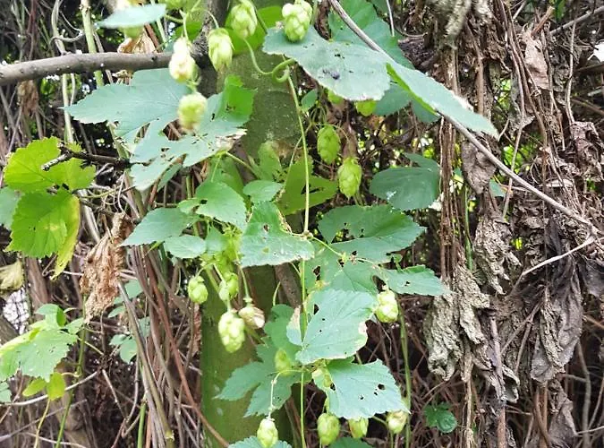 Linje Gemeente Leudal 住宿加早餐酒店