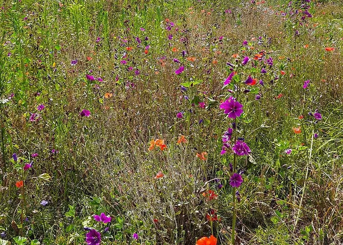 Linje Gemeente Leudal